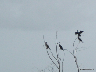 lle del Simeto-24-02-2013 11-45-58